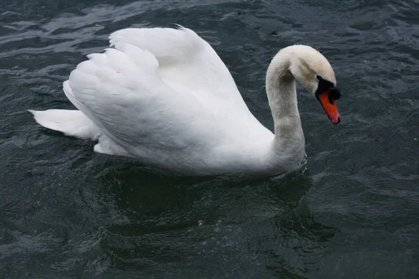 Bílé labutě v jezeře — Stock fotografie