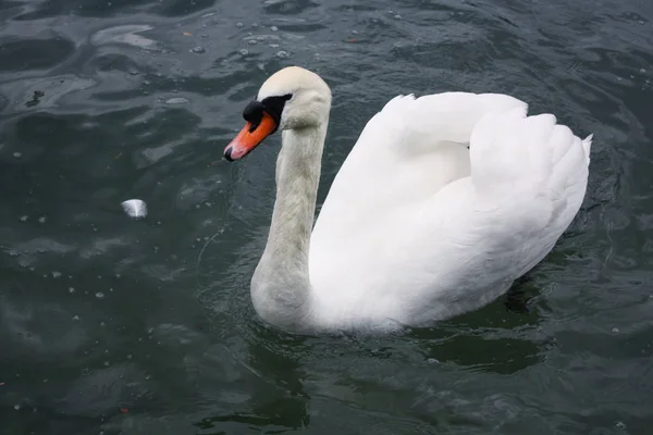 Weiße Schwäne im See — Stockfoto