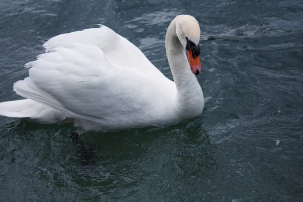 Gölde beyaz kuğular