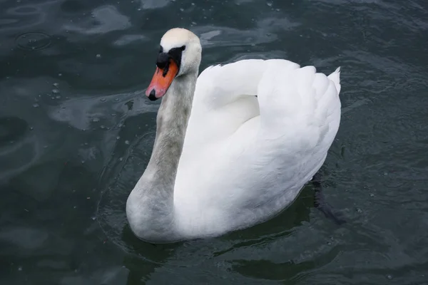 White Swans Lake — Stock Photo, Image