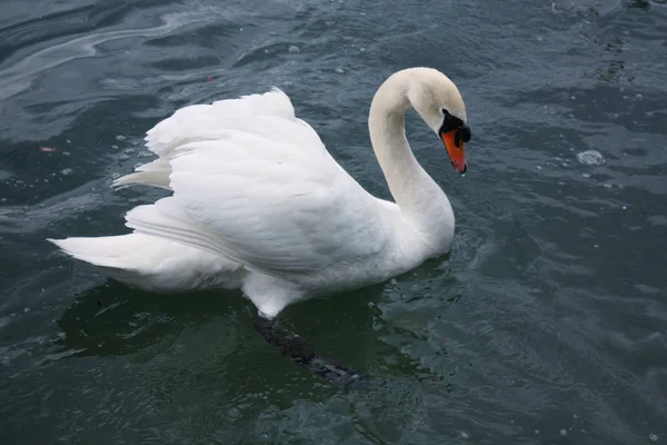 湖の白い白鳥は — ストック写真