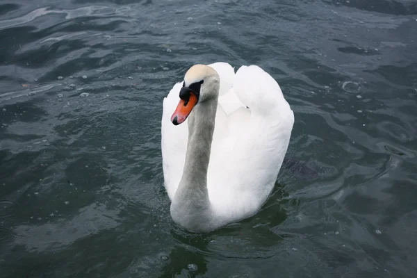 Weiße Schwäne im See — Stockfoto