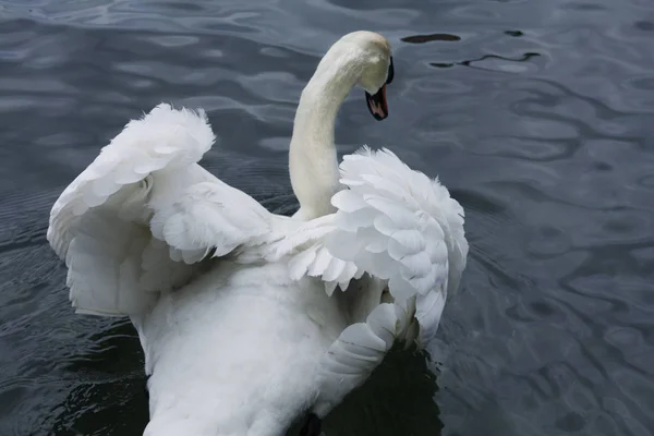 Witte zwanen in het meer — Stockfoto