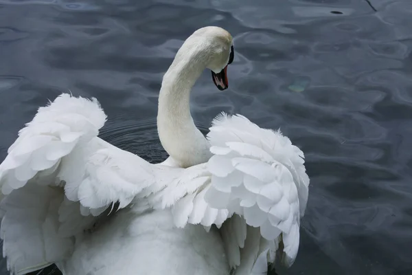 Белые лебеди в озере — стоковое фото