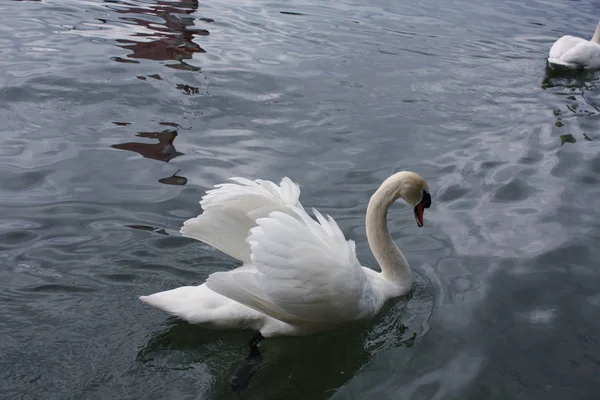 Gölde beyaz kuğular