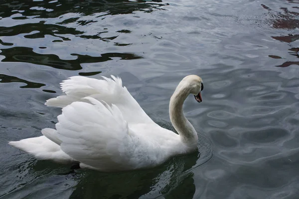 Gölde beyaz kuğular