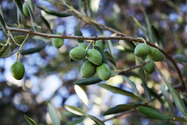 A branch olive tree with green olives in the garden.