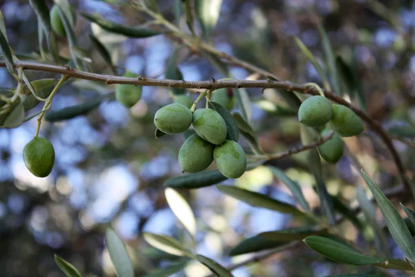 Bir şube zeytin ağacı bahçede yeşil zeytin ile.