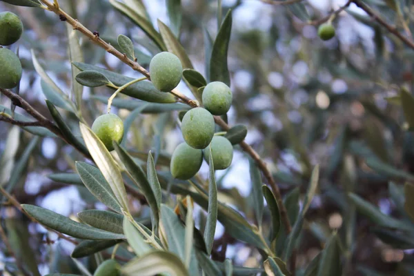 A branch olive tree with green olives in the garden.