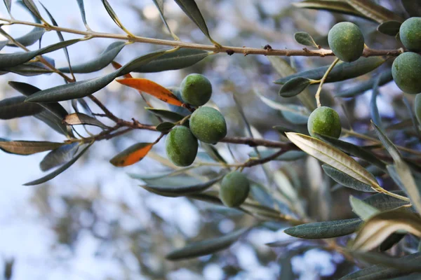 A branch olive tree with green olives in the garden.