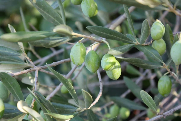 Bir şube zeytin ağacı bahçede yeşil zeytin ile.