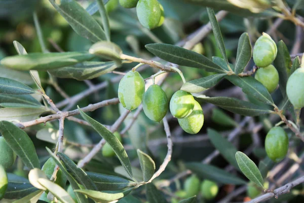 Bahçe treein zeytin