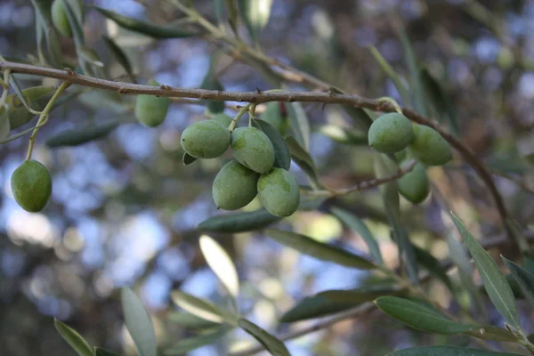 Bir şube zeytin ağacı bahçede yeşil zeytin ile.