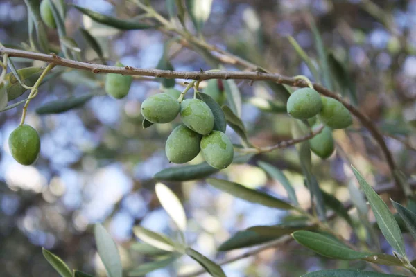 Bahçe treein zeytin
