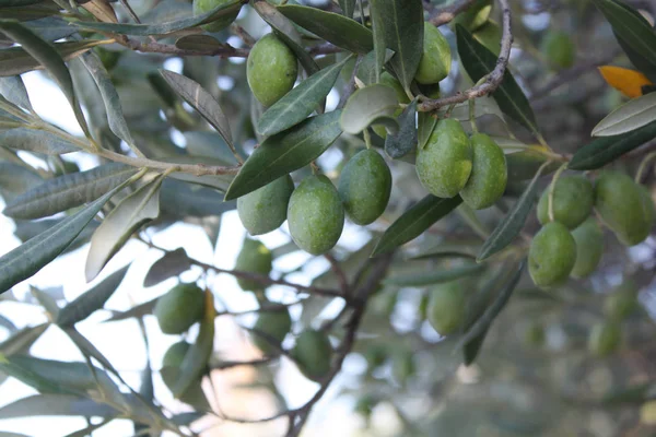 Treein a kertben olíva — Stock Fotó