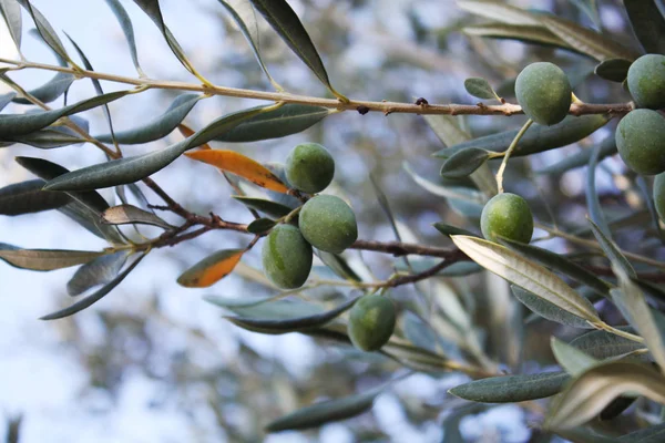 Olivo en el jardín — Foto de Stock