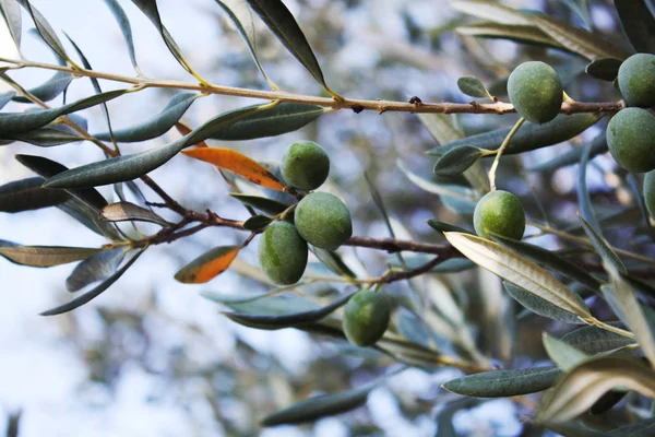 Bahçe treein zeytin