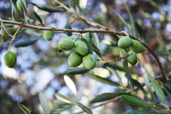 Bahçe treein zeytin