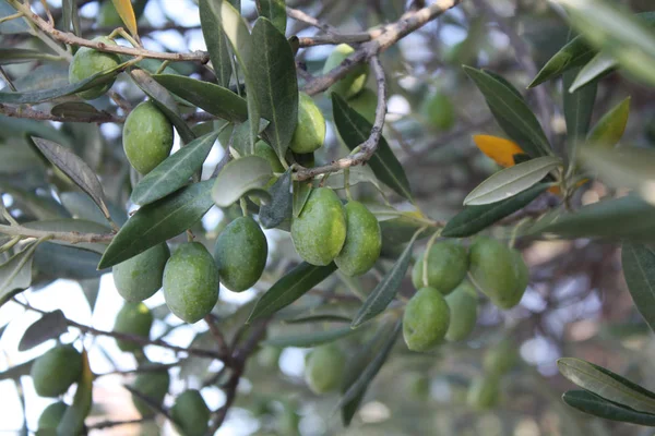Bahçe treein zeytin