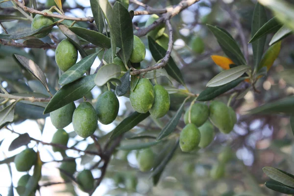 Bahçe treein zeytin