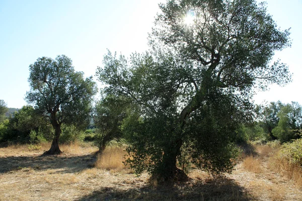 Bahçedeki zeytin ağacı