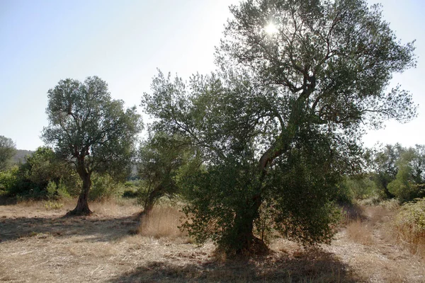 Bahçedeki zeytin ağacı