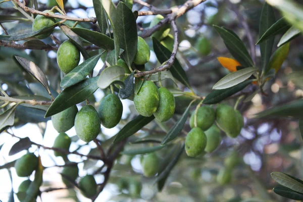 Bahçedeki zeytin ağacı