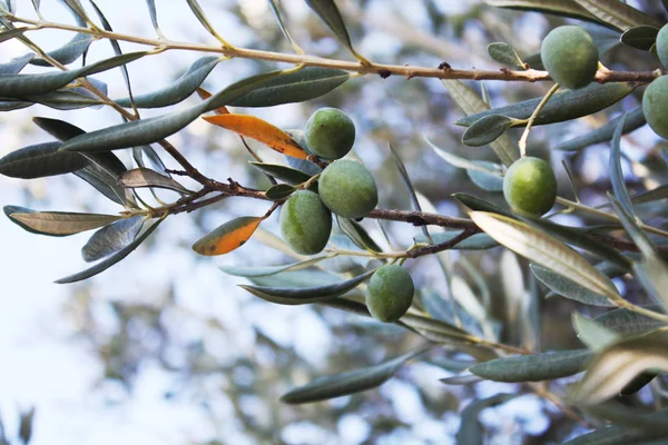 Bahçedeki zeytin ağacı