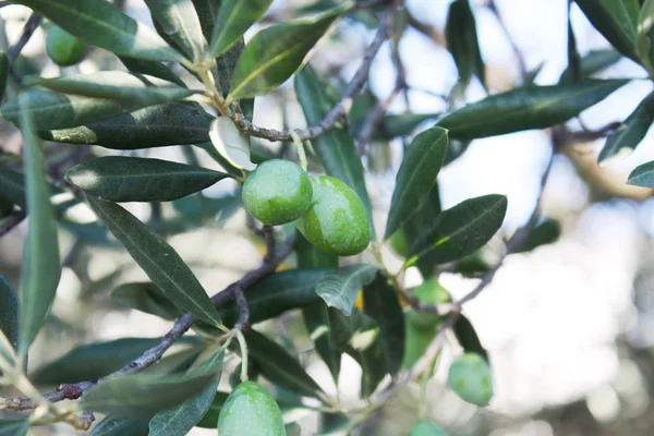Bahçedeki zeytin ağacı