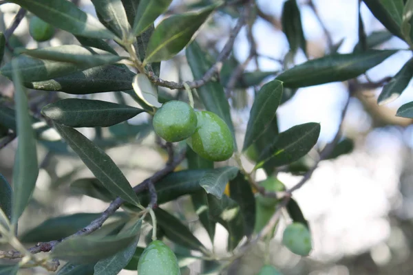 Olijfboom in de tuin — Stockfoto