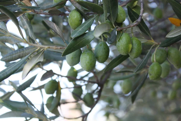 Bahçedeki zeytin ağacı