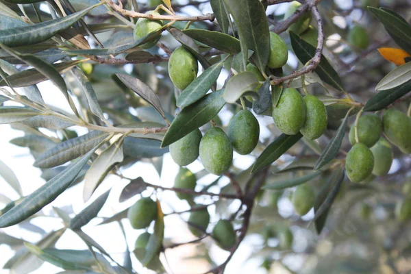 Bir şube zeytin ağacı bahçede yeşil zeytin ile.