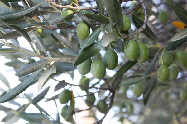 Bir şube zeytin ağacı bahçede yeşil zeytin ile.