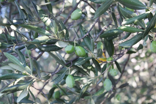 Bir şube zeytin ağacı bahçede yeşil zeytin ile.