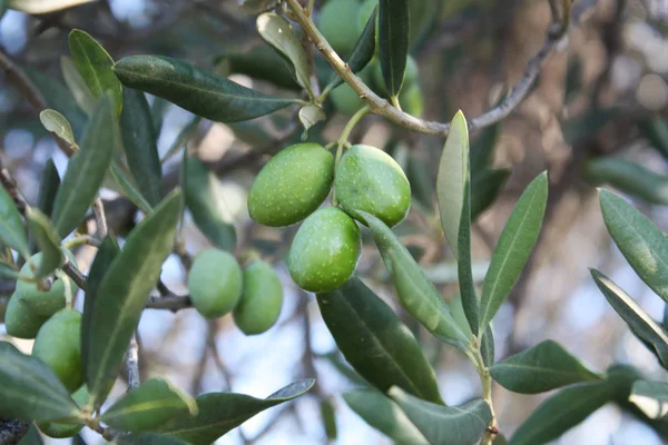 Groene olijven in de tuin — Stockfoto