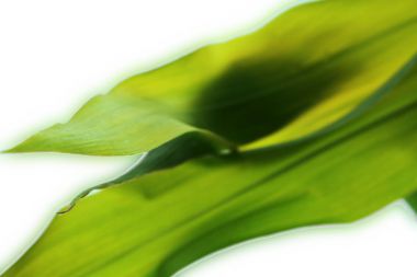 yaprak doku arka plan