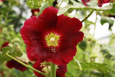 ebegümeci çiçek makro