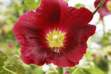 ebegümeci çiçek makro