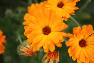 Calendula bahçede