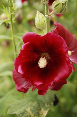 ebegümeci çiçek makro