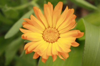 Calendula bahçede