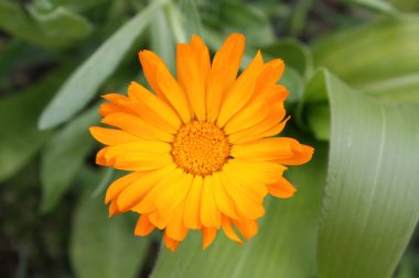 Calendula bahçede