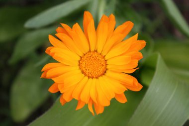 Calendula bahçede
