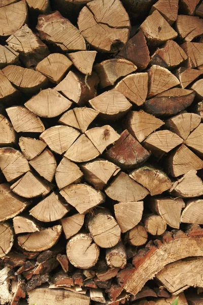Firewood eiche macro background — Stock Photo, Image