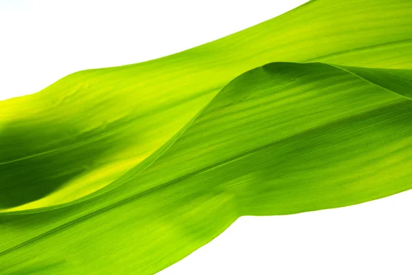 Maïs blad achtergrond — Stockfoto