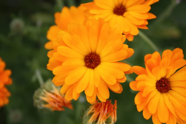 Calendula in de tuin — Stockfoto