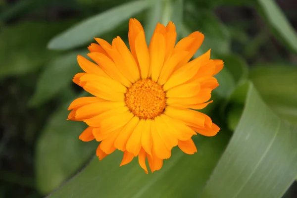 Calendula in de tuin — Stockfoto