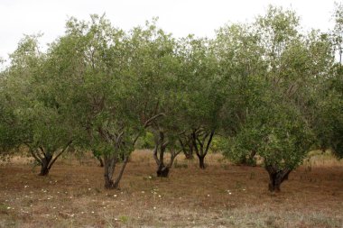 Hırvatistan'daki zeytin bahçeleri