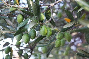 Bahçedeki zeytin ağacı