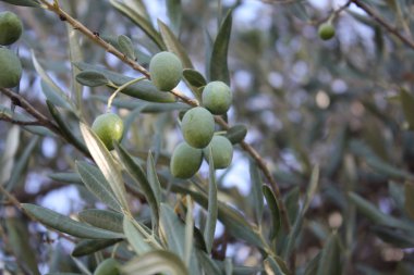 Bahçedeki zeytin ağacı